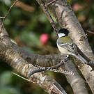 Mésange indienne