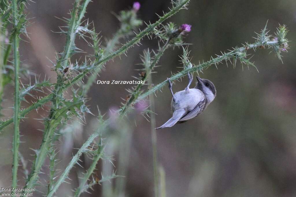 Sombre Titadult, habitat, Behaviour