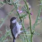 Mésange lugubre