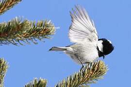 Coal Tit