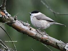 Mésange nonnette