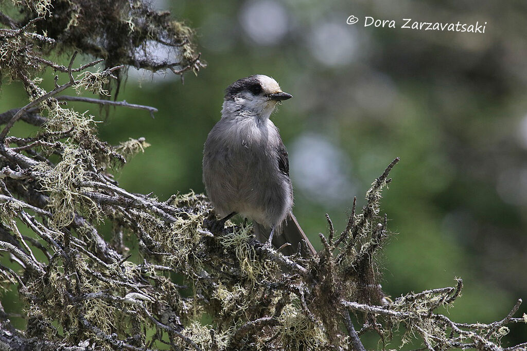 Grey Jay