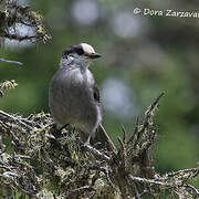 Grey Jay