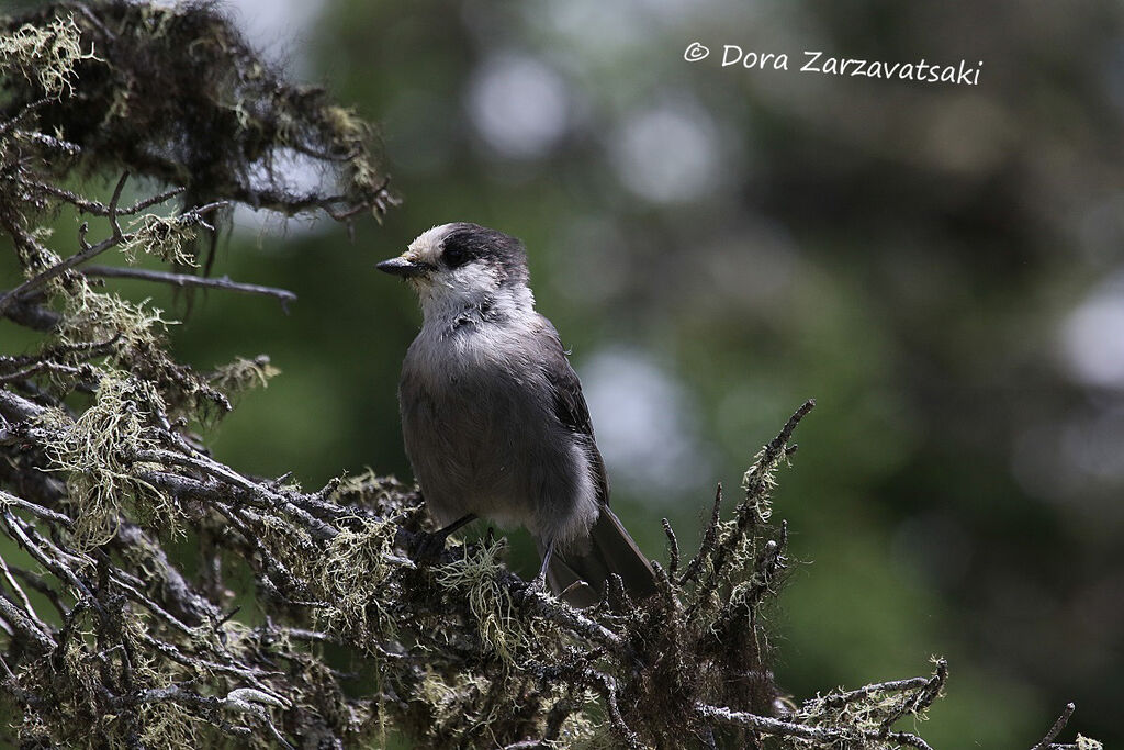 Grey Jay