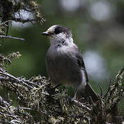 Grey Jay