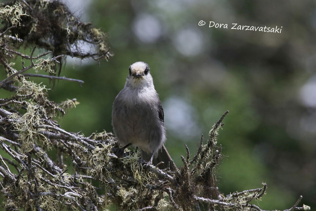 Grey Jay