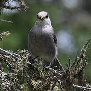 Grey Jay