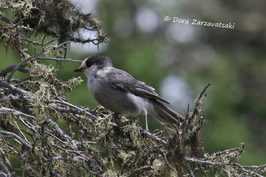 Grey Jay