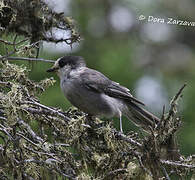 Grey Jay