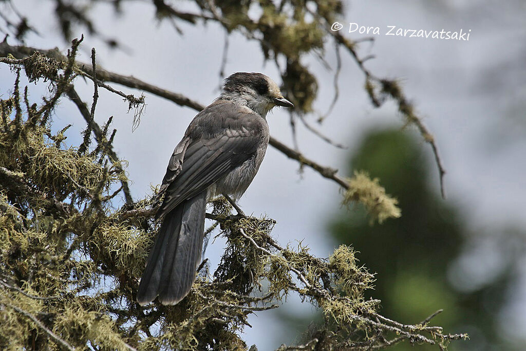 Grey Jay