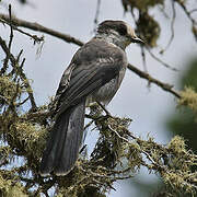 Grey Jay