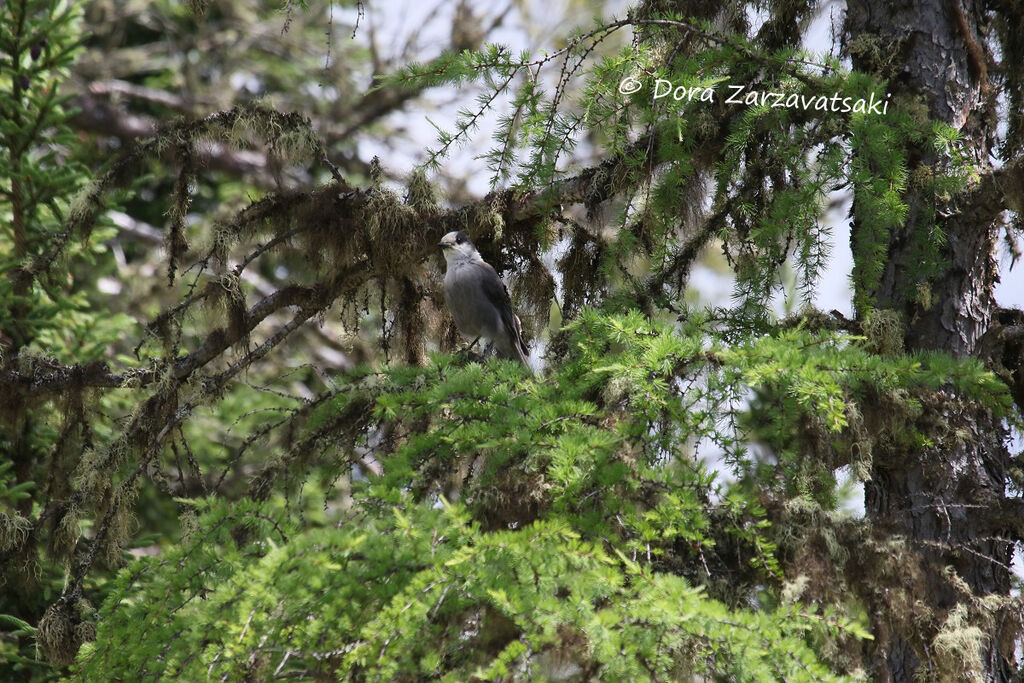 Grey Jay