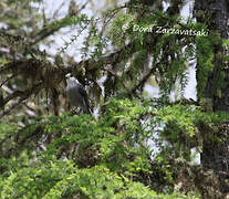 Grey Jay