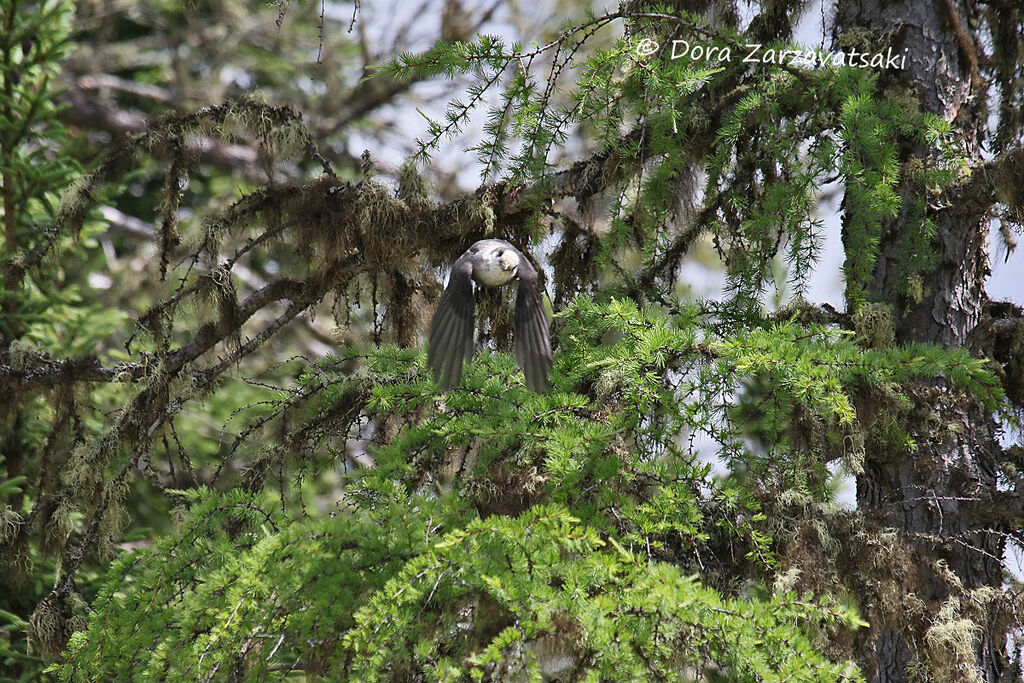 Grey Jay, Flight