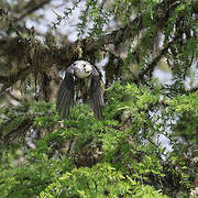 Grey Jay