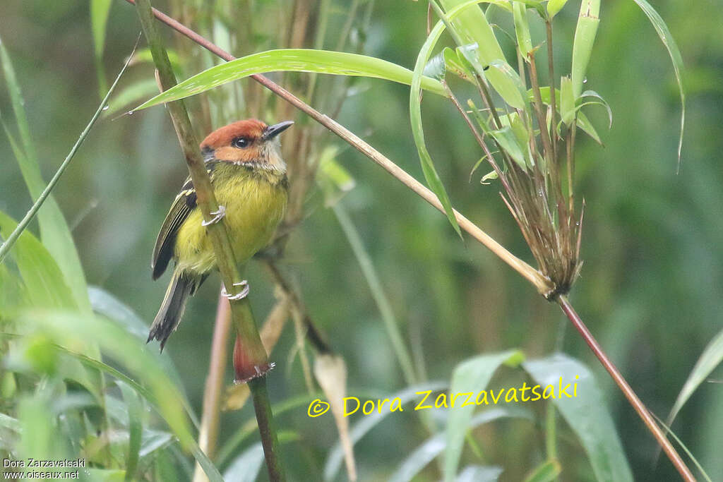 Rufous-crowned Tody-Flycatcheradult, identification