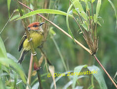 Rufous-crowned Tody-Flycatcher