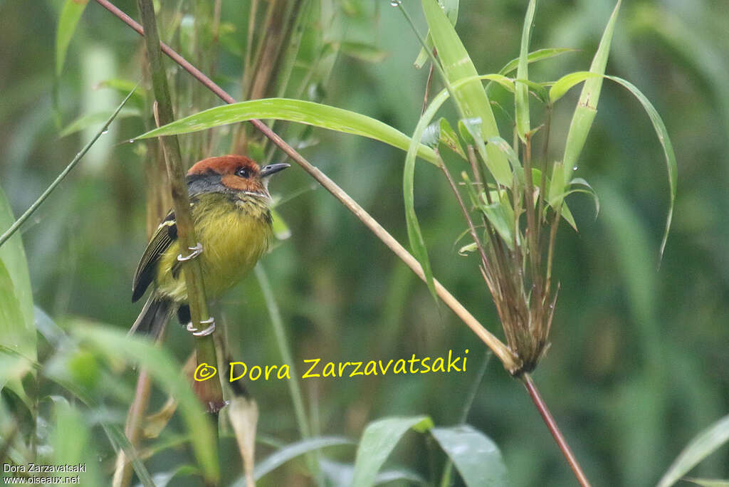 Rufous-crowned Tody-Flycatcheradult, habitat