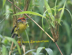 Rufous-crowned Tody-Flycatcher