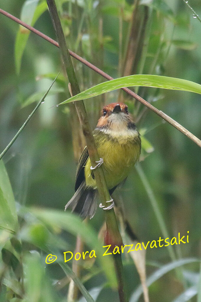 Rufous-crowned Tody-Flycatcheradult, identification