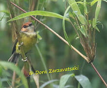 Rufous-crowned Tody-Flycatcher