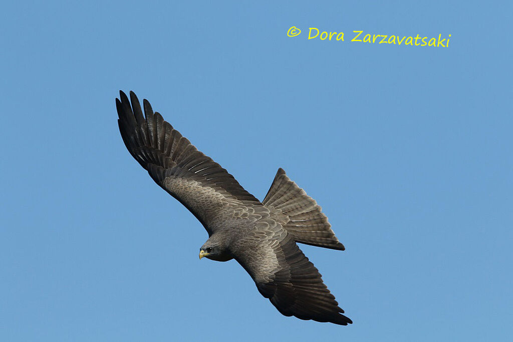 Yellow-billed Kiteadult, Flight