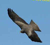 Yellow-billed Kite