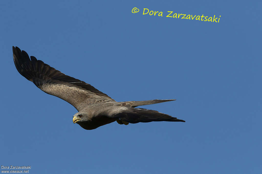 Yellow-billed Kiteadult, Flight