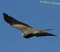 Yellow-billed Kite