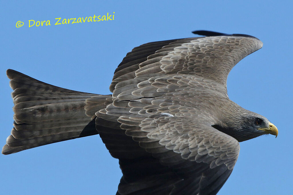 Yellow-billed Kiteadult, Flight