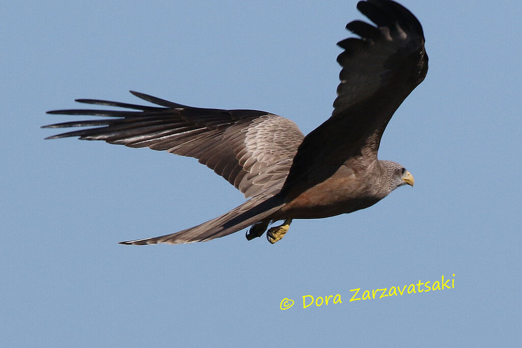 Yellow-billed Kiteadult, Flight