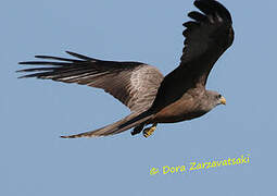 Yellow-billed Kite