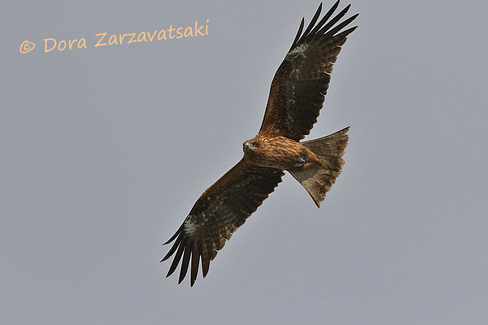 Black Kite (lineatus)