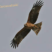 Black Kite (lineatus)