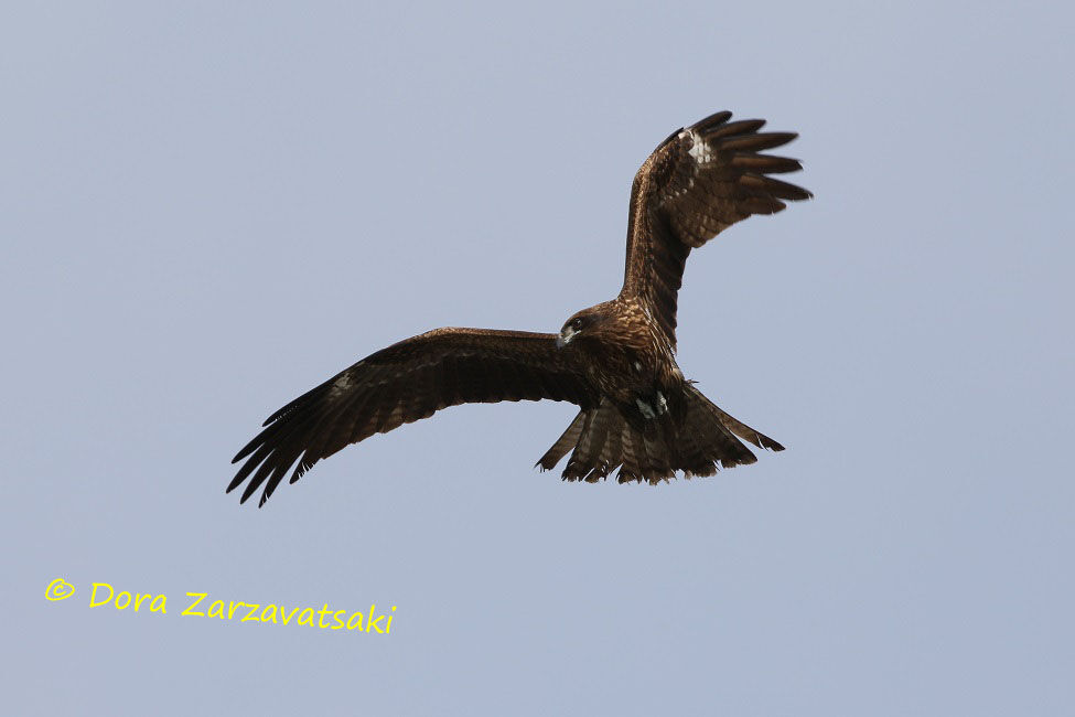 Black Kite (lineatus)