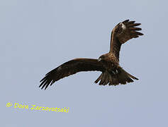 Black Kite (lineatus)