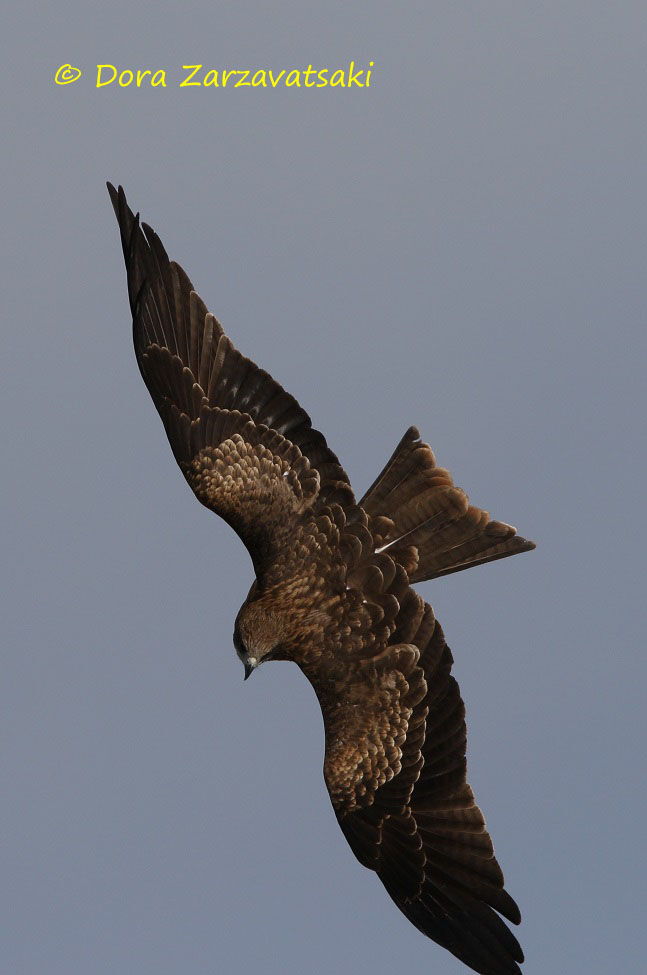 Black Kite (lineatus)