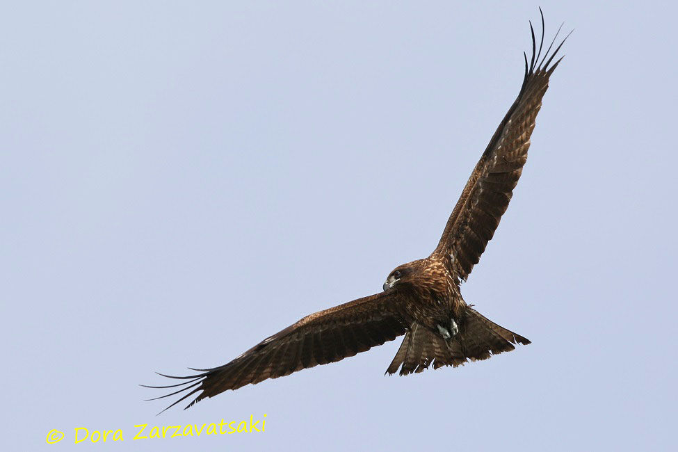 Black Kite (lineatus)