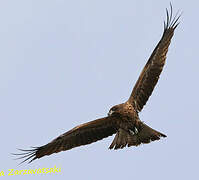 Black Kite (lineatus)