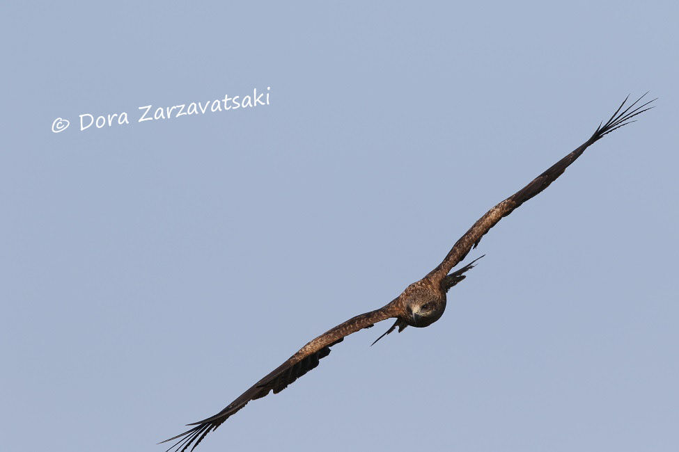 Black Kite (lineatus)