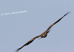 Black Kite (lineatus)