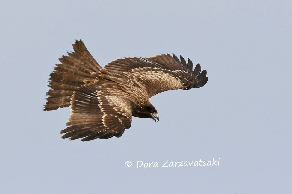 Black Kite (lineatus)