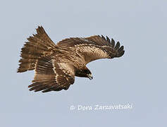 Black Kite (lineatus)