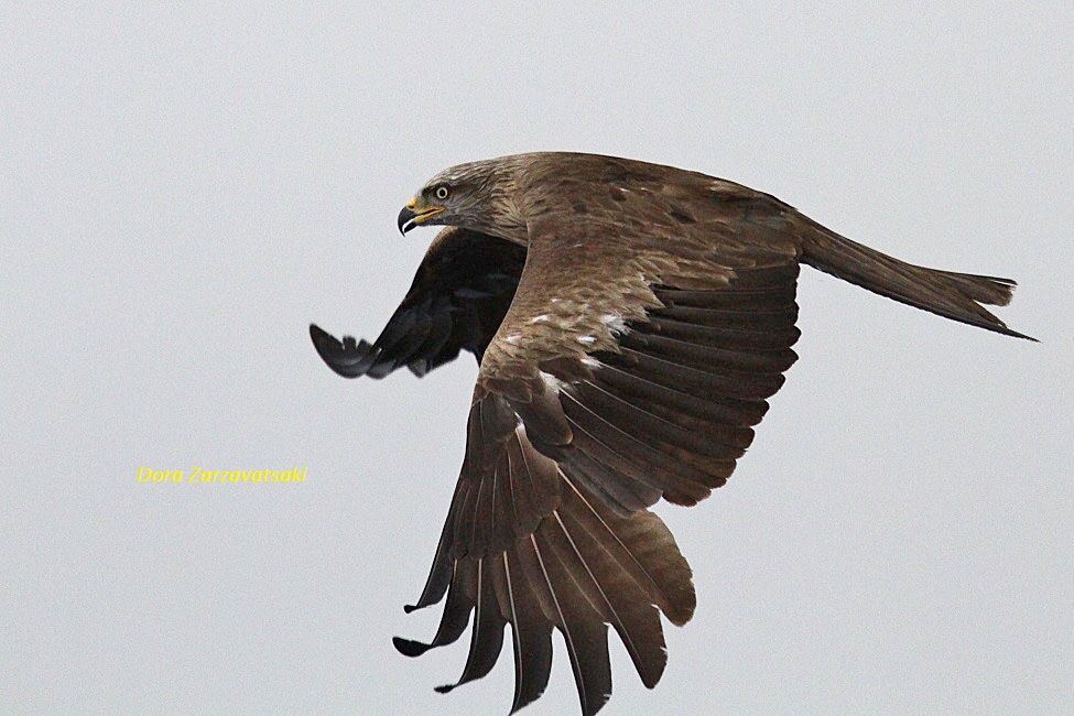 Black Kite