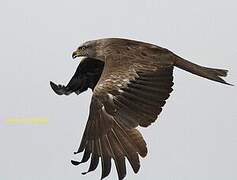 Black Kite