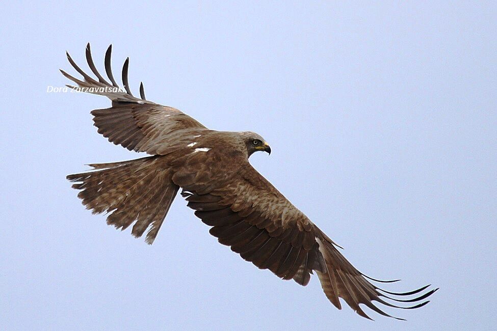 Black Kite