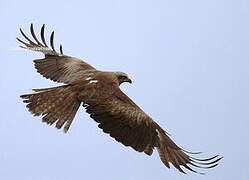 Black Kite