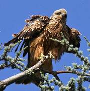 Black Kite