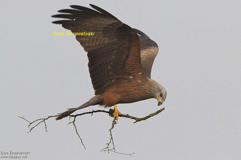 Black Kiteadult, Reproduction-nesting