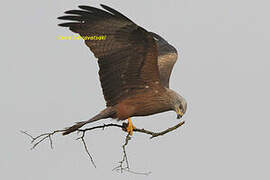 Black Kite